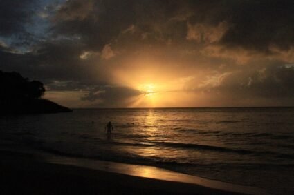 Arrecifes en riesgo: pez loro prohibido desde 2019