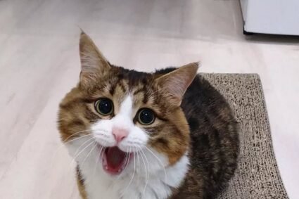 Lo que aprendemos de Rexie: guía básica para adoptar mascotas con discapacidad